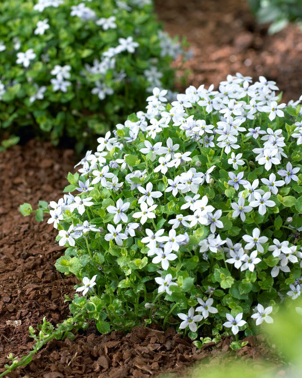 Isotoma fluviatilis 'White'