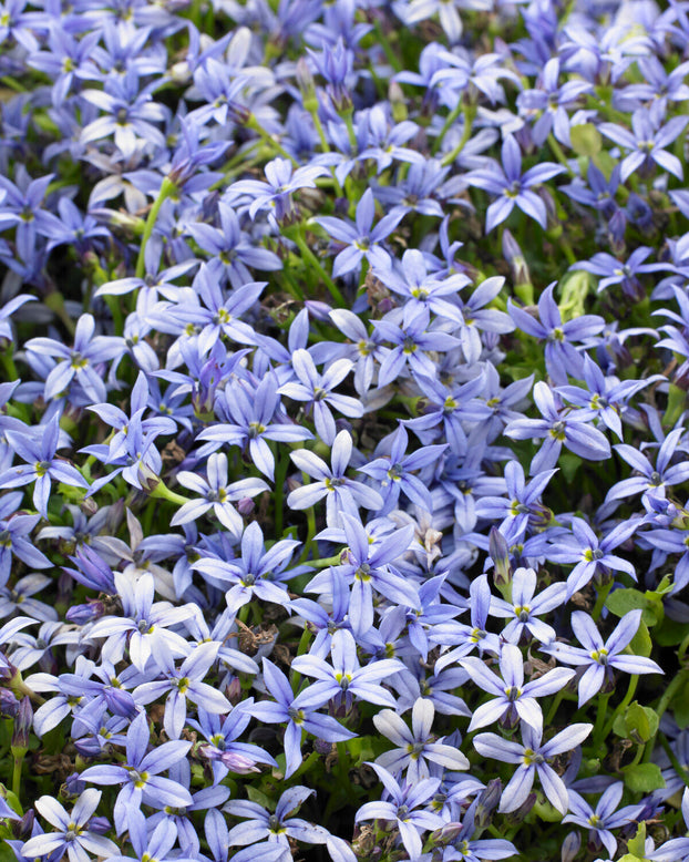 Isotoma fluviatilis 'Blue'