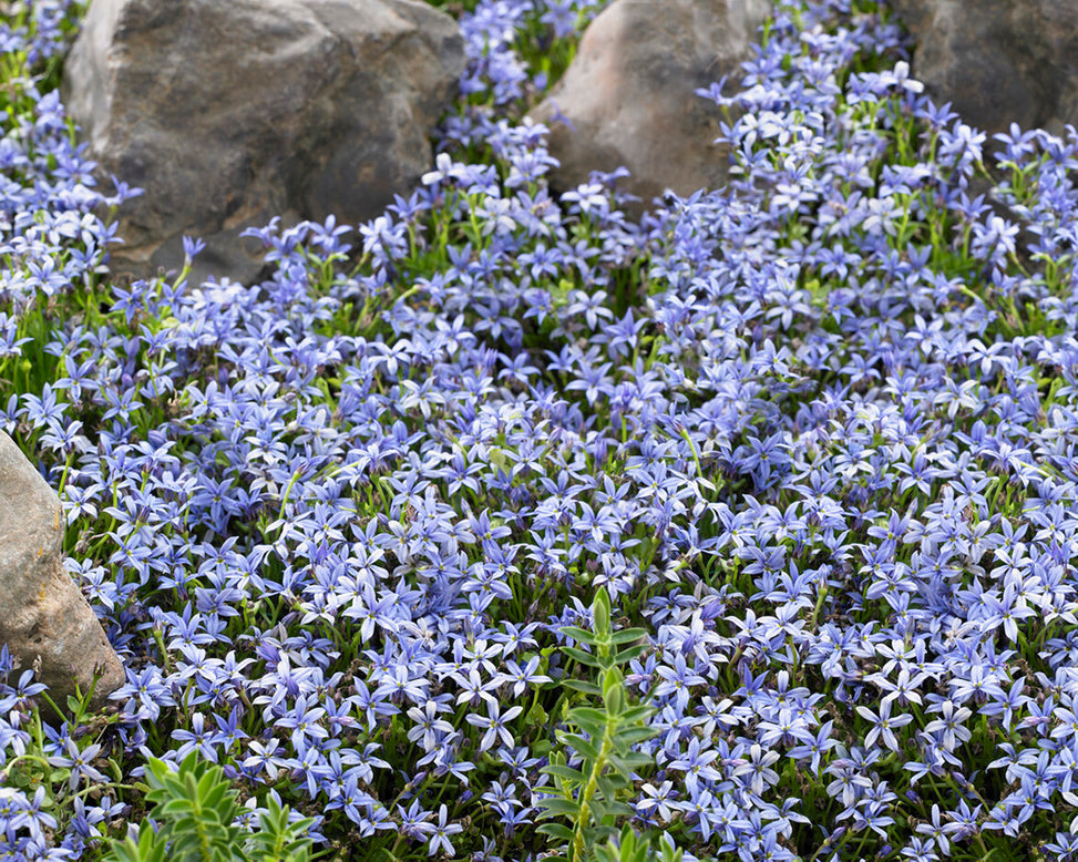 Isotoma fluviatilis 'Blue'