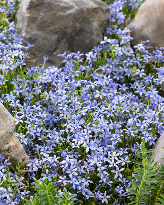Isotoma fluviatilis 'Blue'