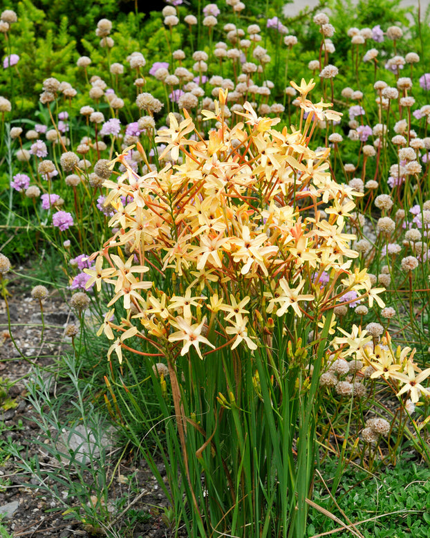 Ixia 'Eos'