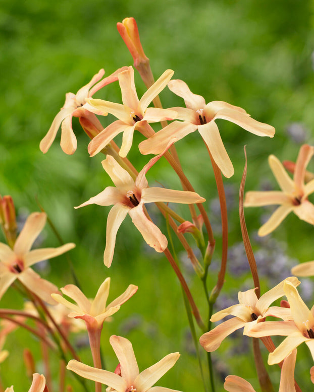 Ixia 'Eos'