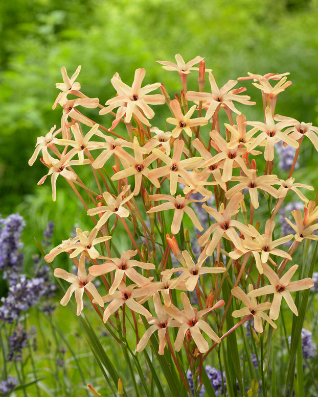 Ixia 'Eos'