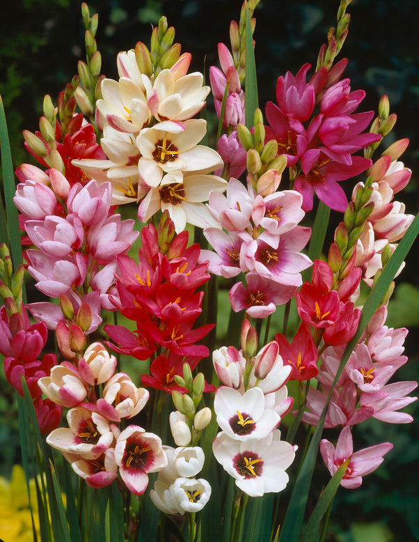 Ixia 'Fairy Wand Mix'