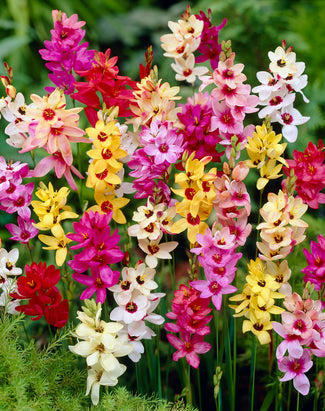 Ixia 'Fairy Wand Mix' Ixia 'Fairy Wand Mix'