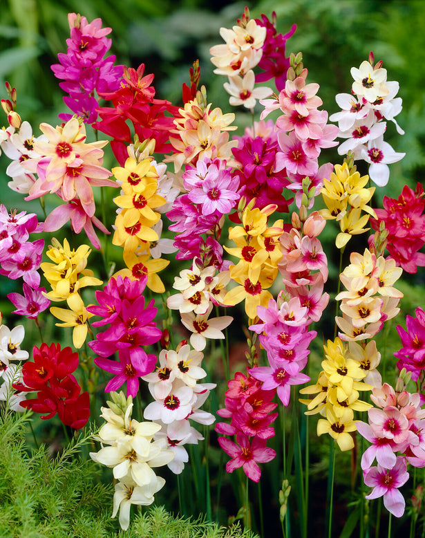 Ixia 'Fairy Wand Mix'