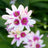 Ixia