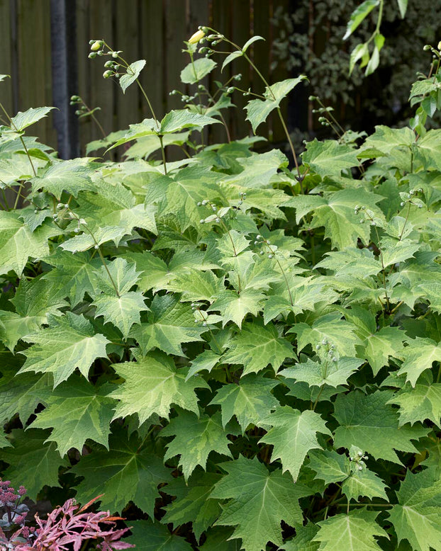 Kirengeshoma palmata