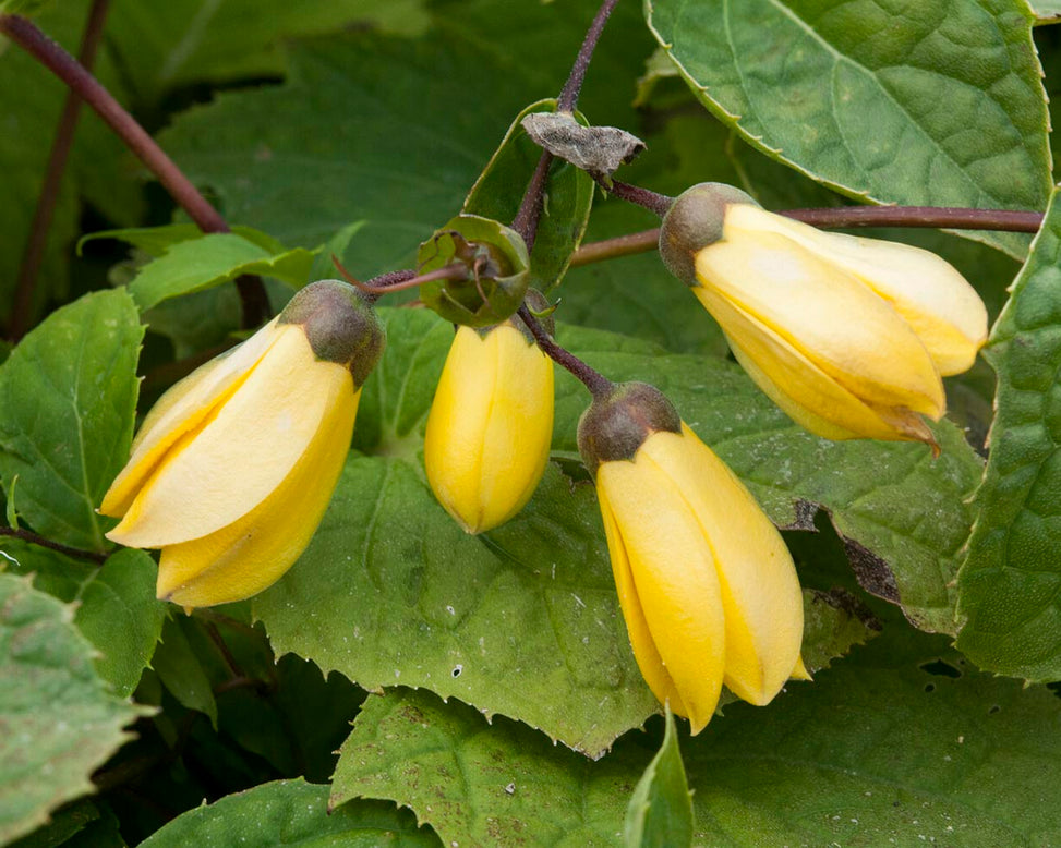 Kirengeshoma palmata