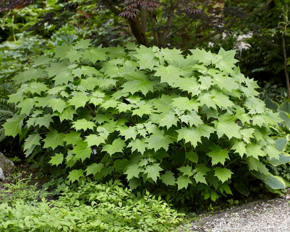 Kirengeshoma palmata