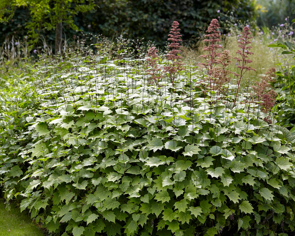 Kirengeshoma palmata