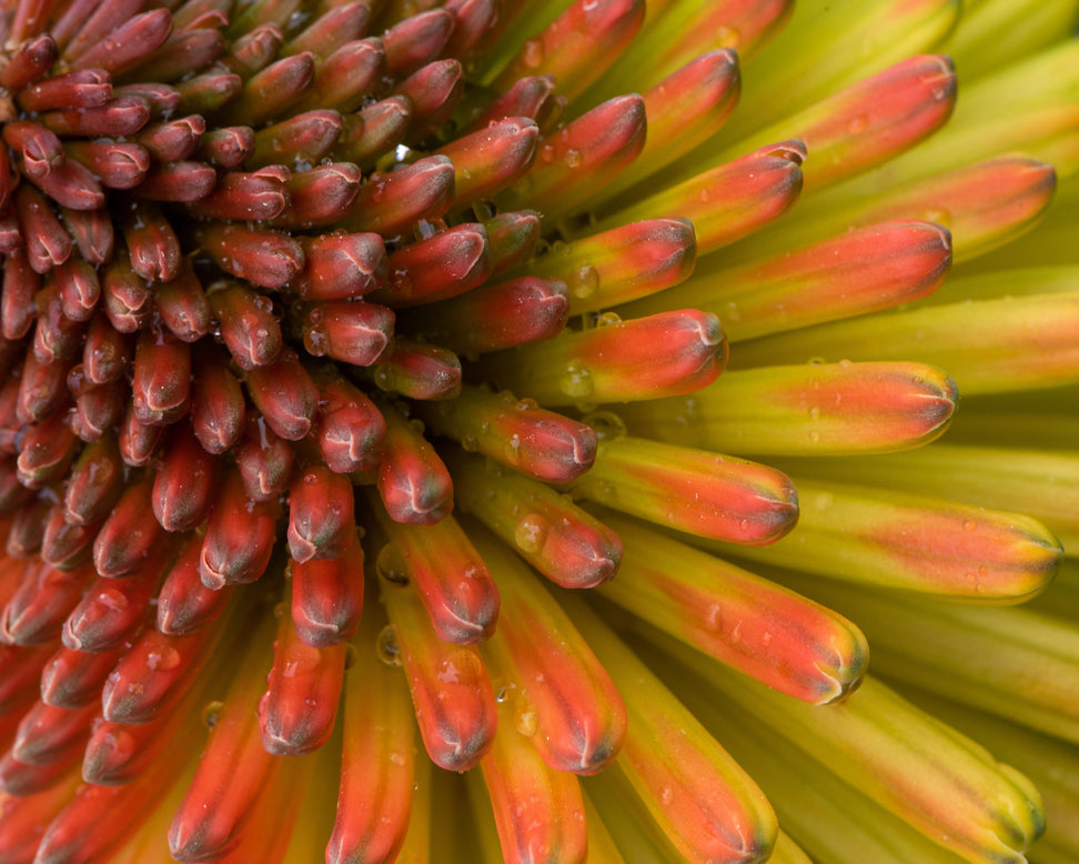 Kniphofia 'Alcazar'