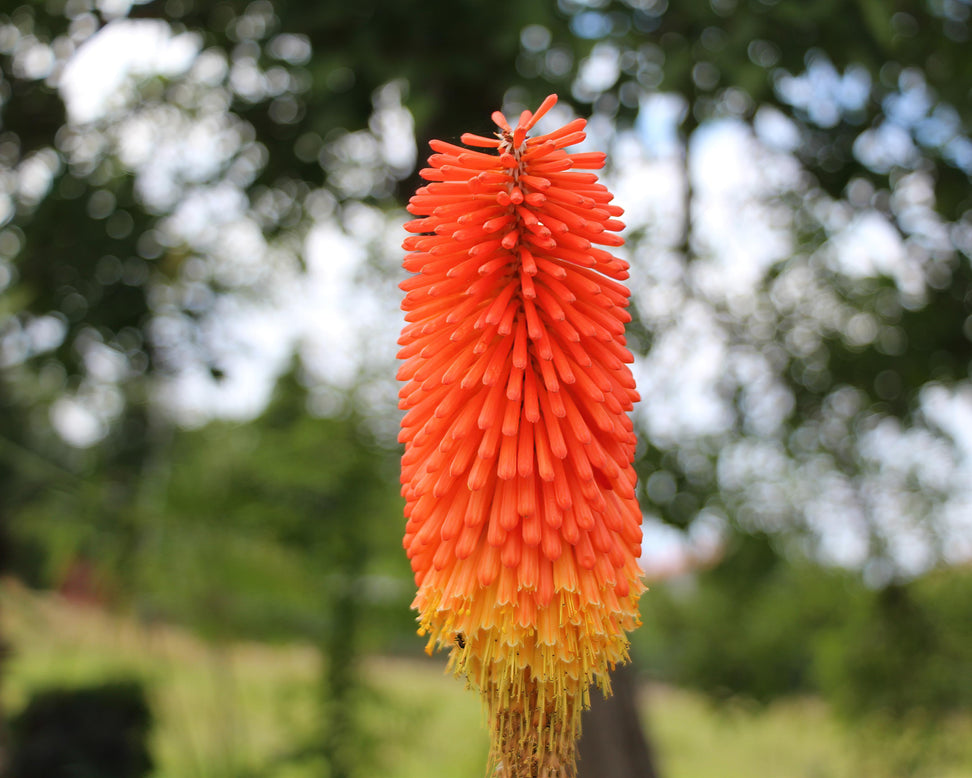 Kniphofia 'Alcazar'