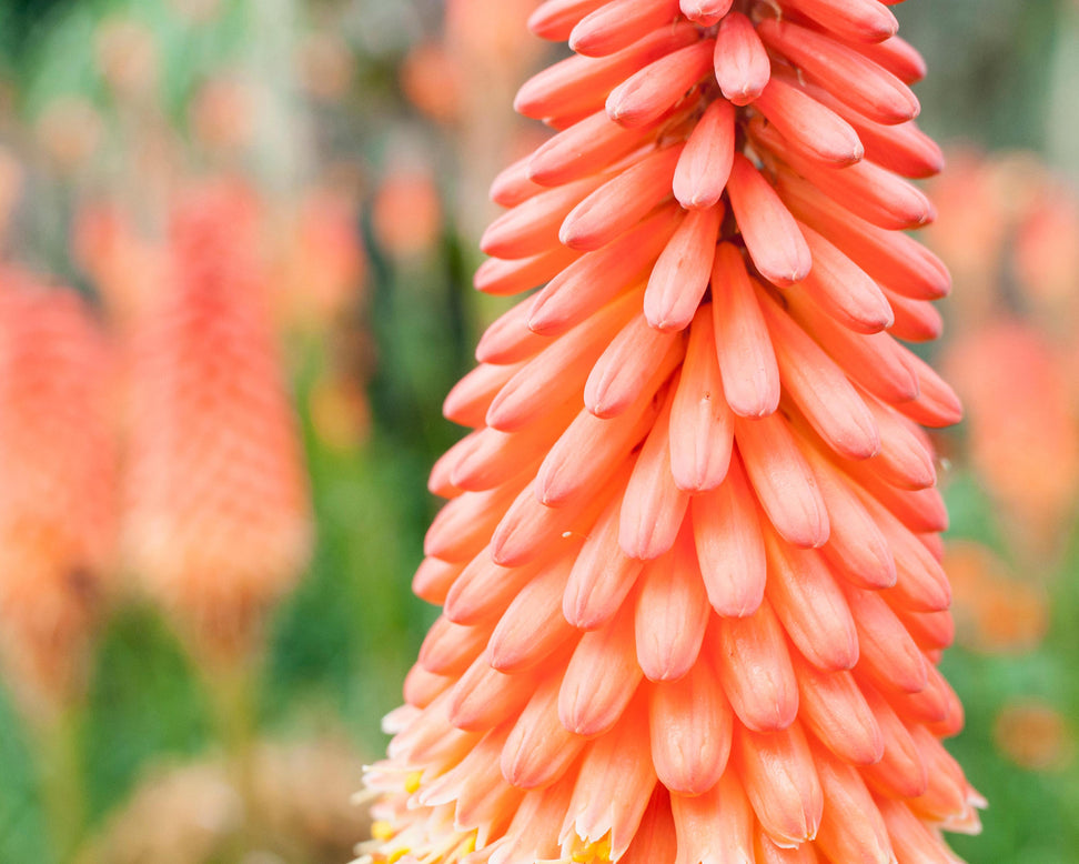 Kniphofia 'Alcazar'