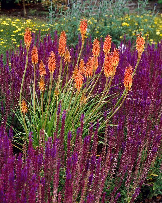 Kniphofia 'Alcazar'