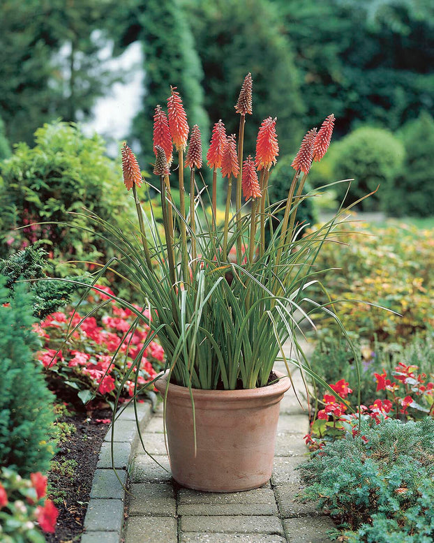 Kniphofia 'Alcazar'