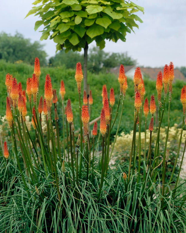 Kniphofia 'Alcazar'