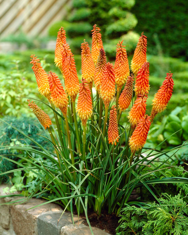 Kniphofia 'Alcazar'