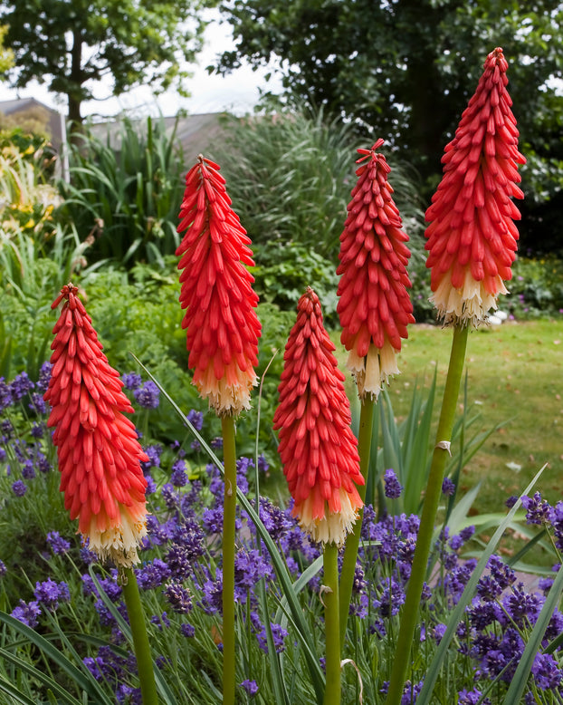 Kniphofia 'Amazing Fun'