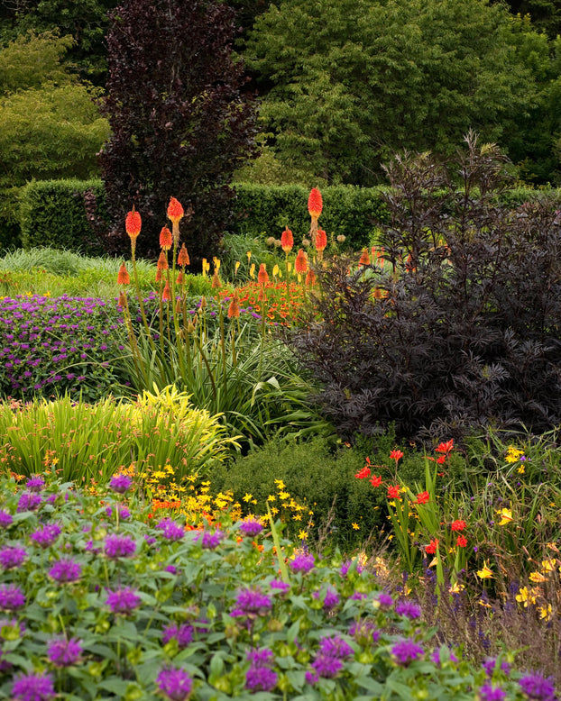 Kniphofia 'Grandiflora'