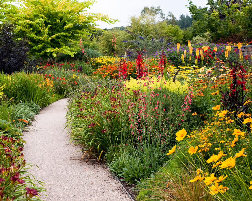 Kniphofia 'Grandiflora'