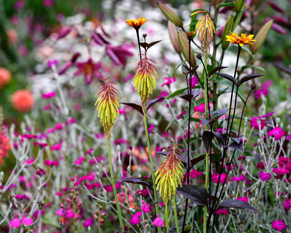 Kniphofia 'Rasta'