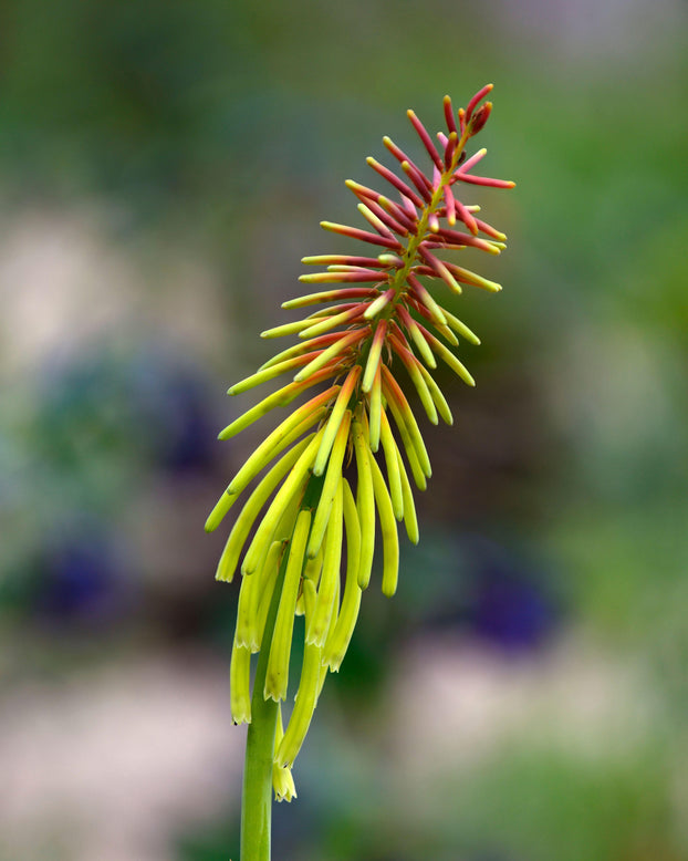 Kniphofia 'Rasta'