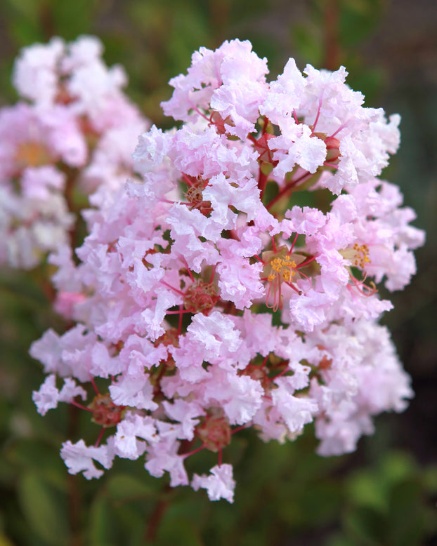 Lagerstroemia 'Babe'