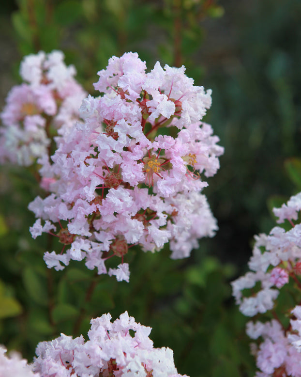 Lagerstroemia 'Babe'