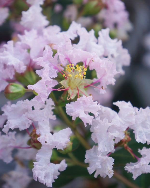 Lagerstroemia 'Babe'