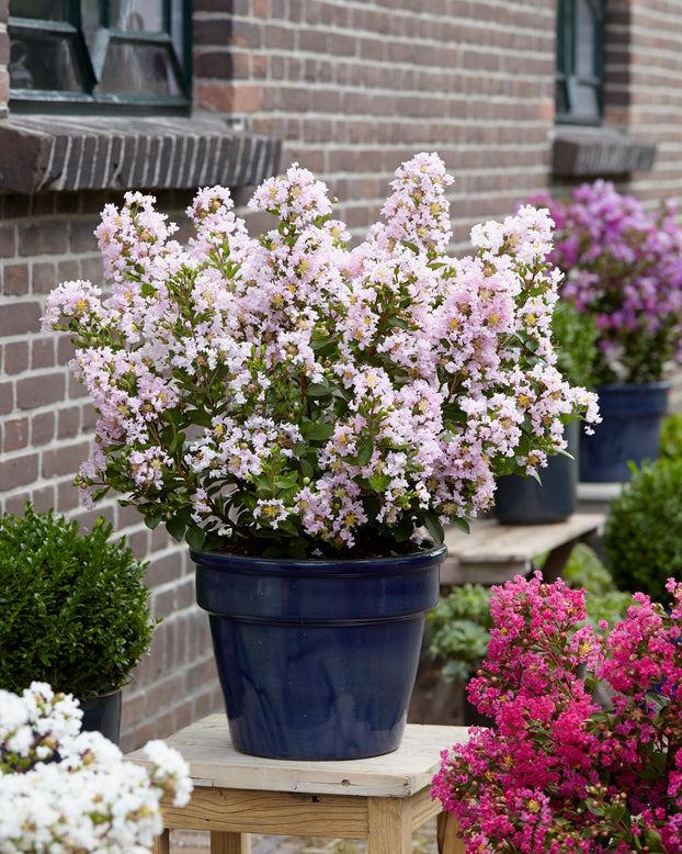 Lagerstroemia 'Babe'