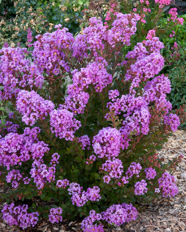 Lagerstroemia 'Eternal'