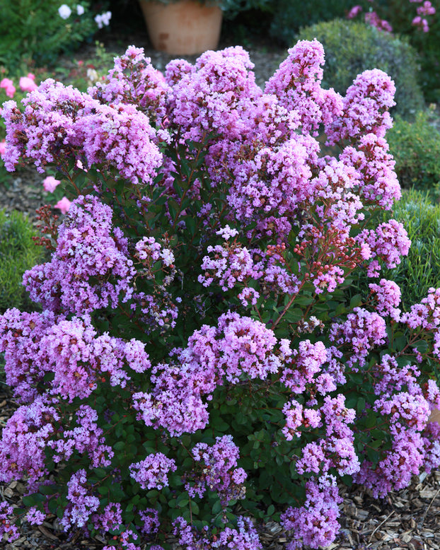 Lagerstroemia 'Eternal'