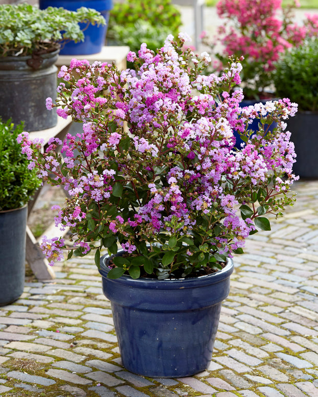 Lagerstroemia 'Eternal'