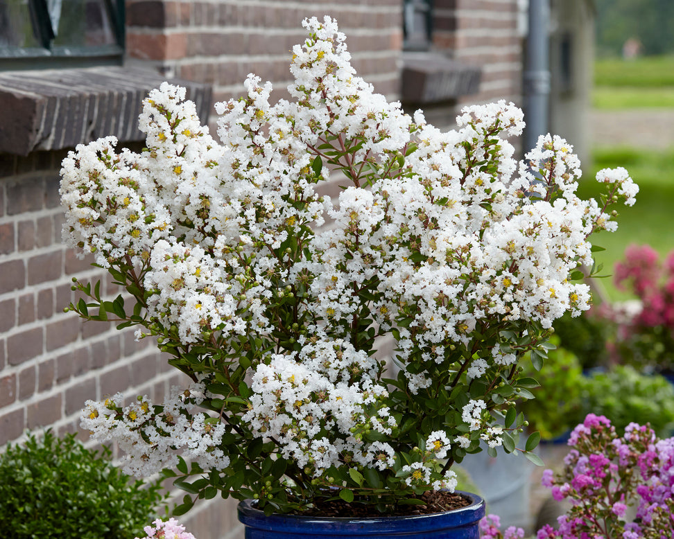 Lagerstroemia 'Virgin'