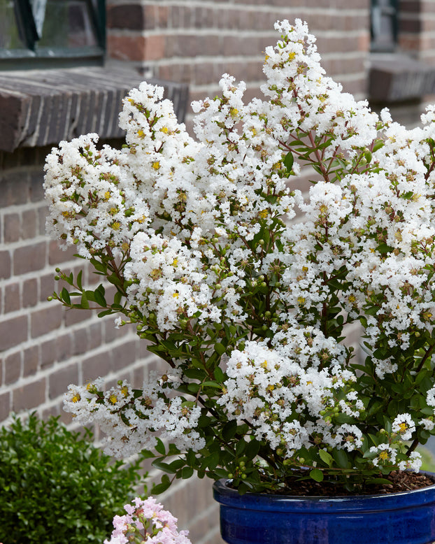 Lagerstroemia 'Virgin'