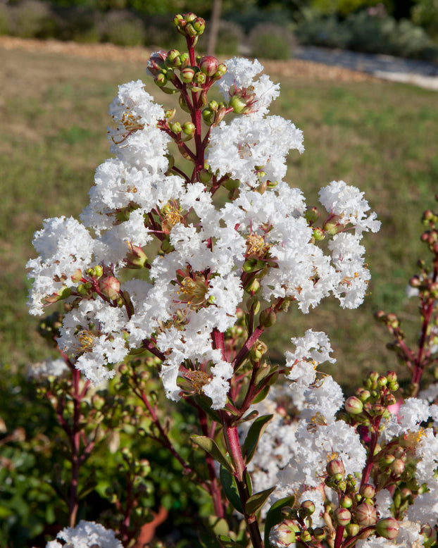 Lagerstroemia 'Virgin'