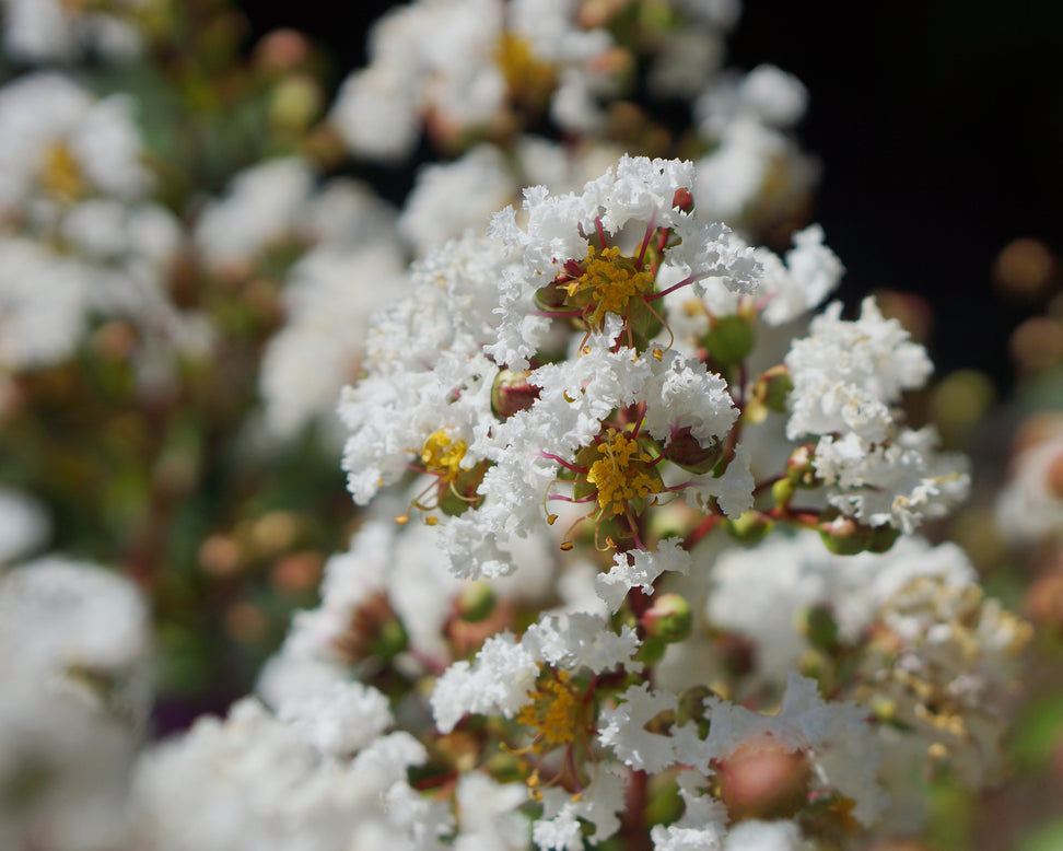 Lagerstroemia 'Virgin'