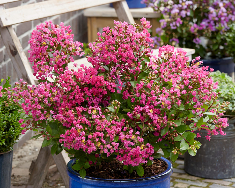 Lagerstroemia 'Kiss'