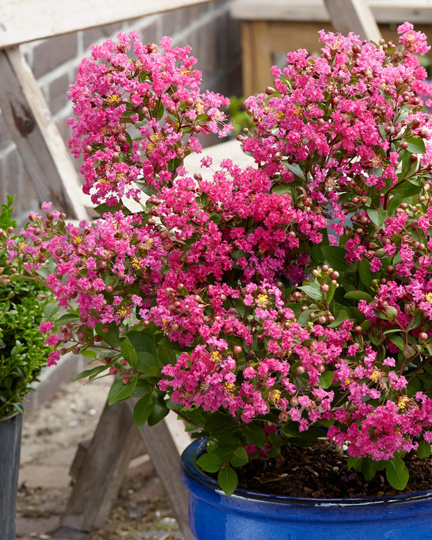 Lagerstroemia 'Kiss'