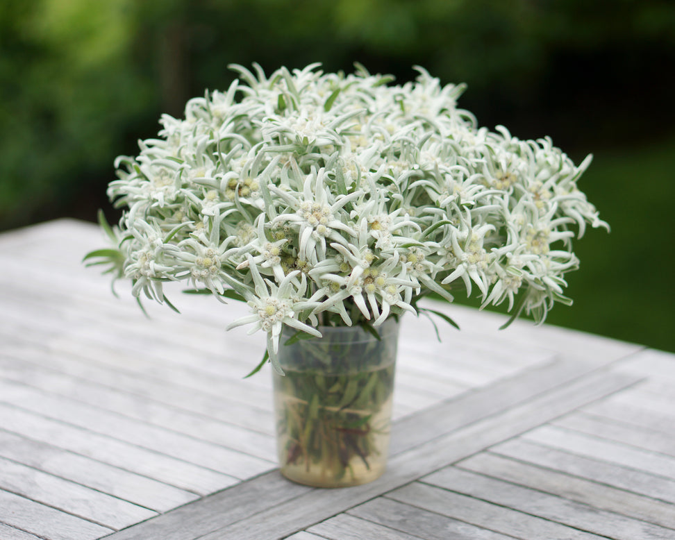 Leontopodium 'Blossom of Snow'