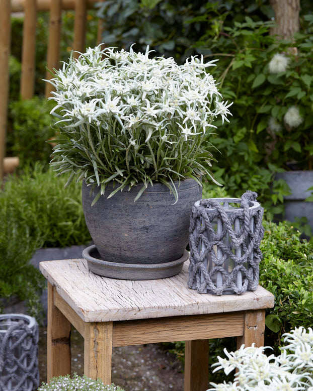 Leontopodium 'Blossom of Snow'