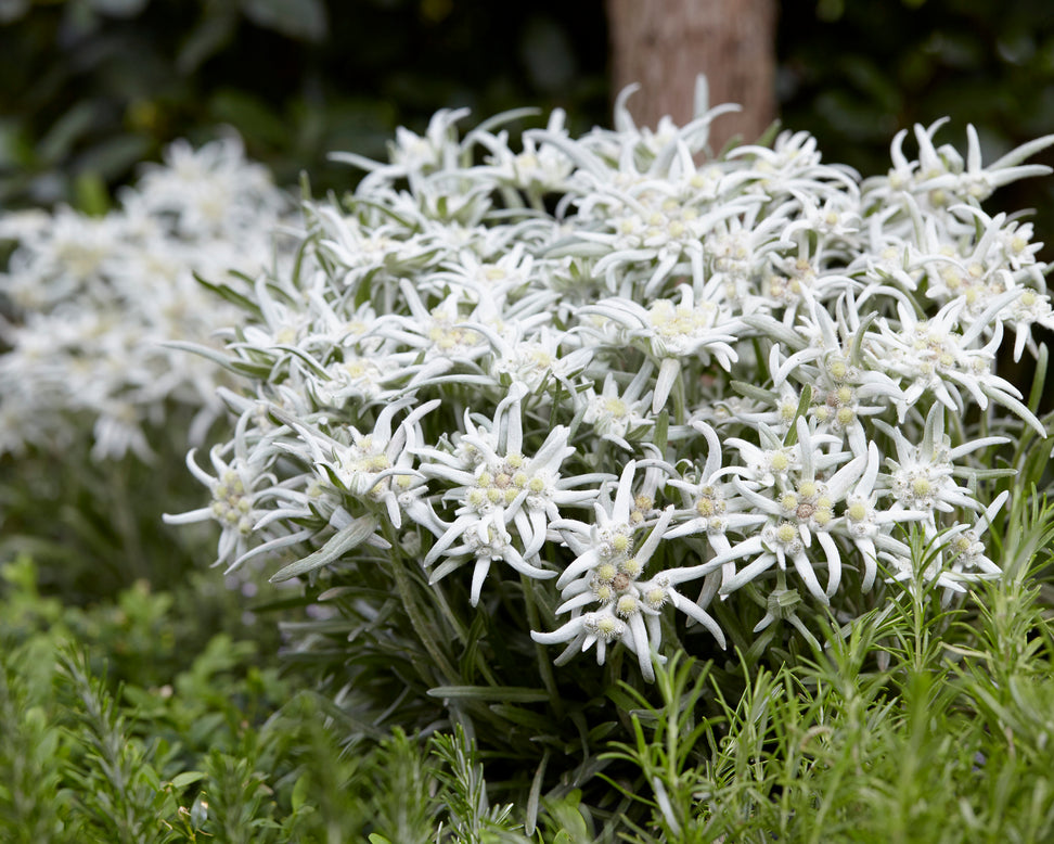 Leontopodium 'Blossom of Snow'