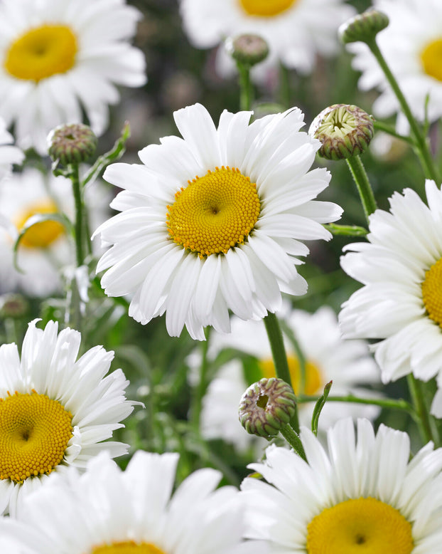 Leucanthemum 'Diamond Supreme'