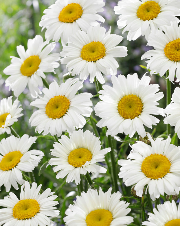 Leucanthemum 'Diamond Supreme'