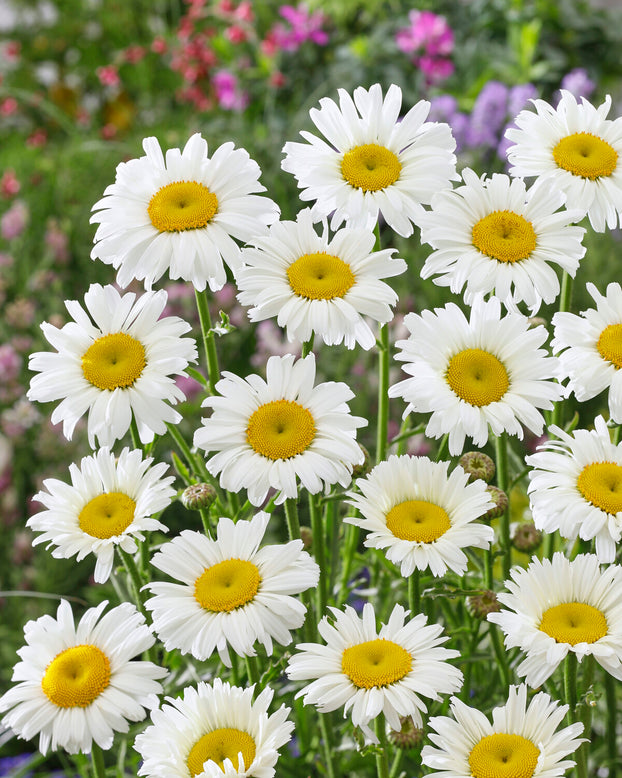 Leucanthemum 'Diamond Supreme'