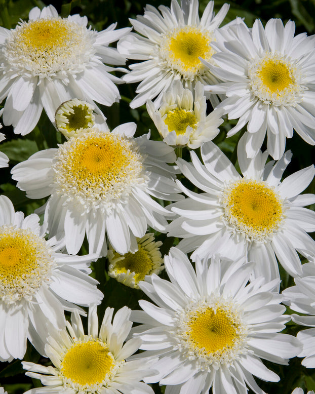 Leucanthemum 'Sunny Side Up'