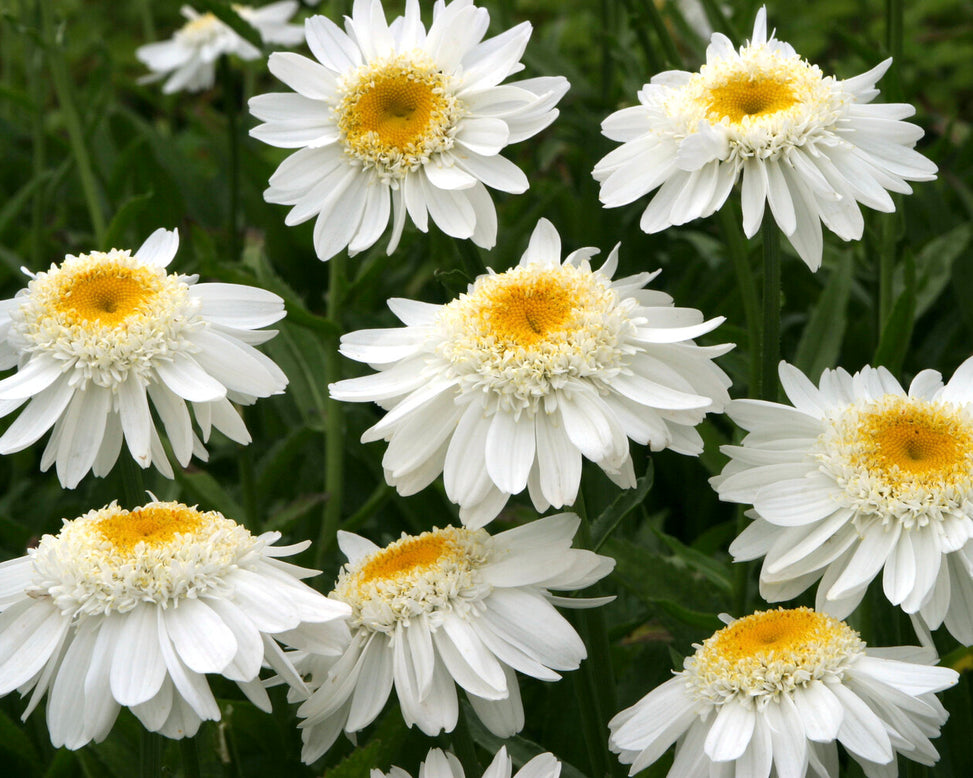Leucanthemum 'Sunny Side Up'