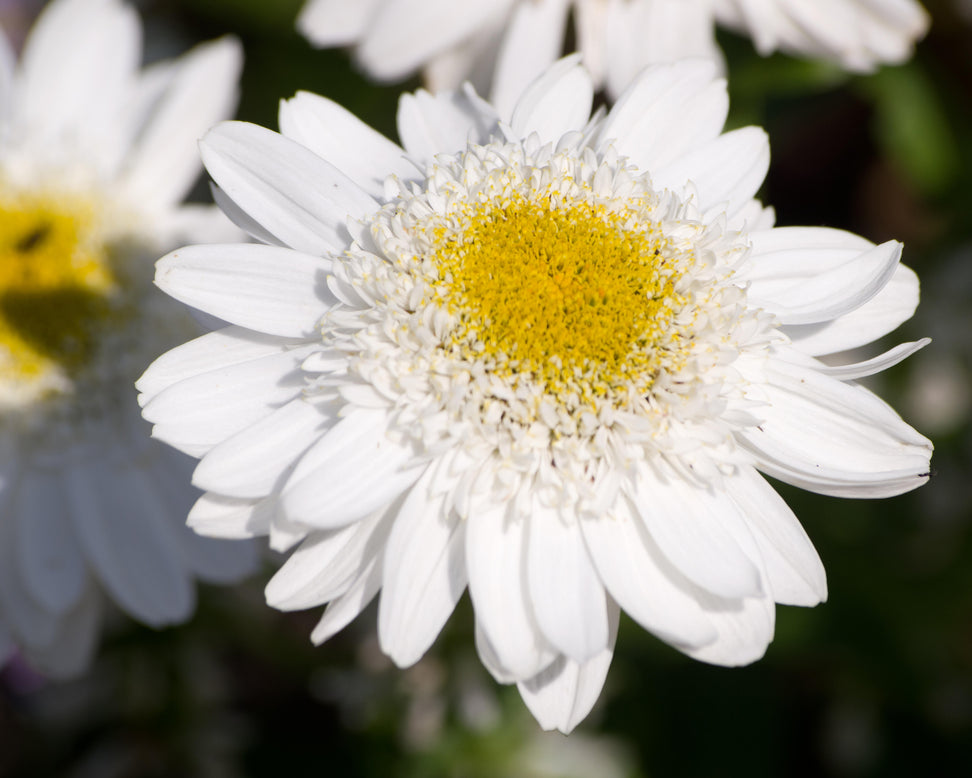 Leucanthemum 'Sunny Side Up'