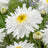 Leucanthemum